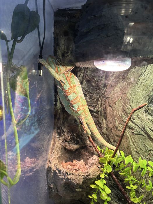 Terrarium z jaszczurką zieloną