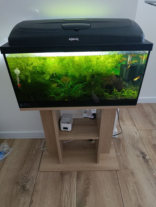 Akwarium 60 l z życiem + pełne wyposażenie