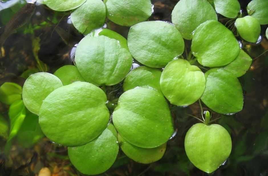 Лімнобіум паростконосний. Акваріумні рослини