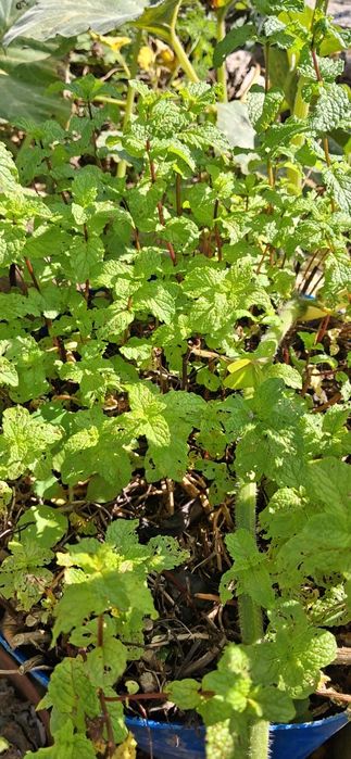 Hortelã Normal/Pimenta/Chocolate