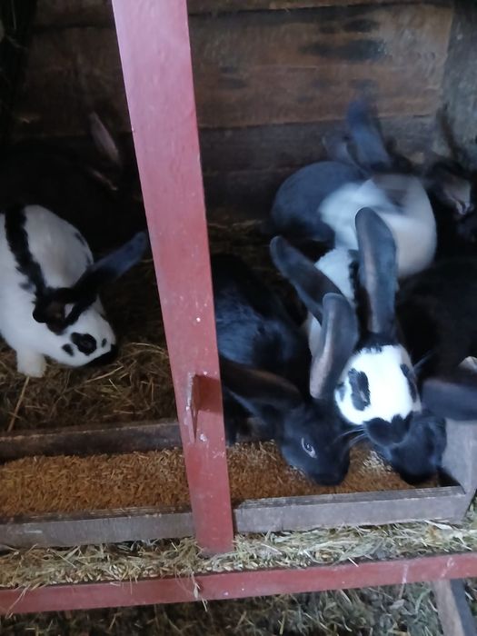 Srokacz Niemiecki różne kolor