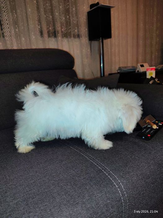 Maltańczyk piesek ostatni