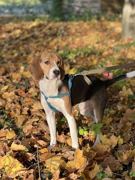 Вязка Бігль. Самець досвідчений.
