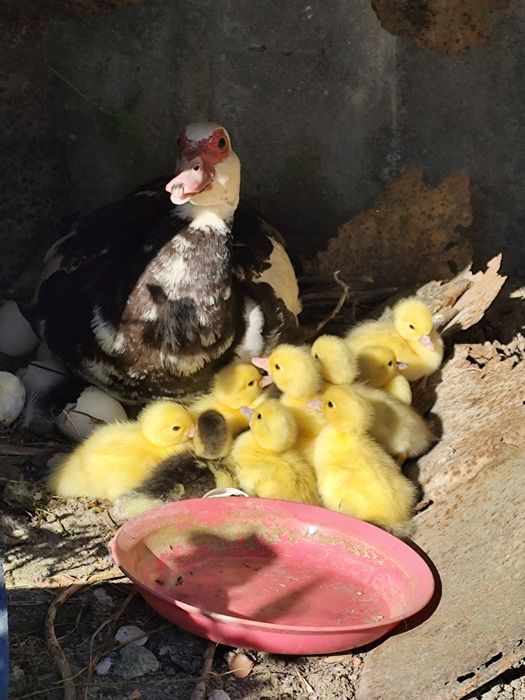 Patos mudos pequenos