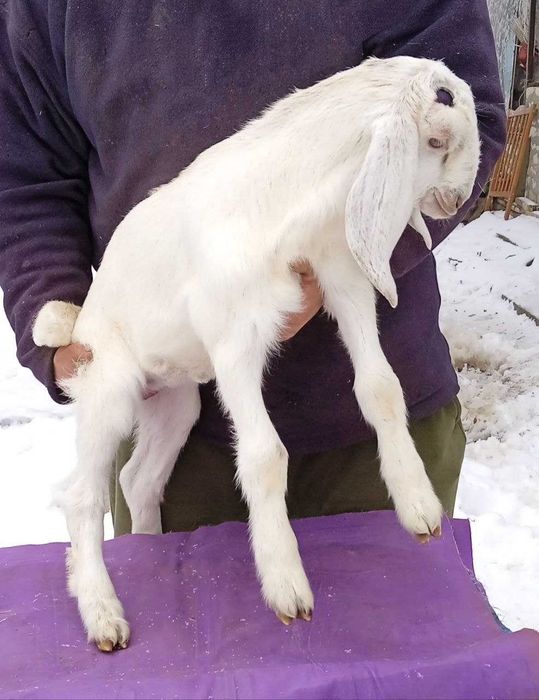 Продається каморі-нубійська козичка.