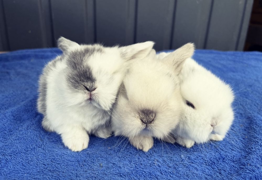 Karzełek Baranek/Mini Lop - Rodowód/Metryka Królik Króliki