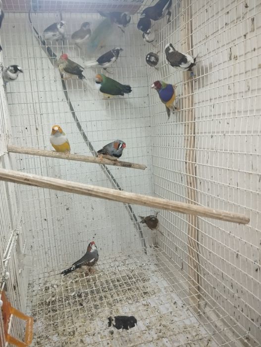 Bengalins de várias cores