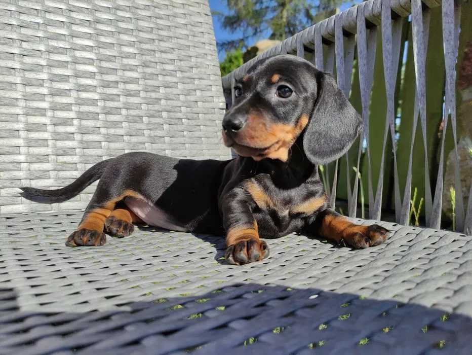 Teckel preto afogueado