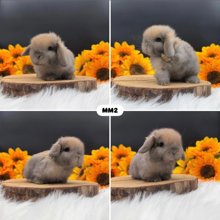 Królik mini lopp