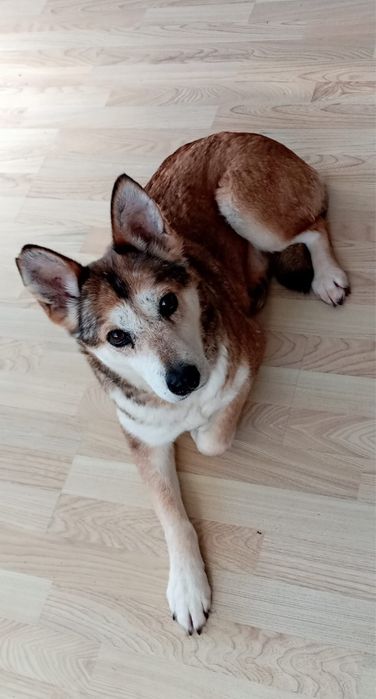 Piękna Nora szuka domku
