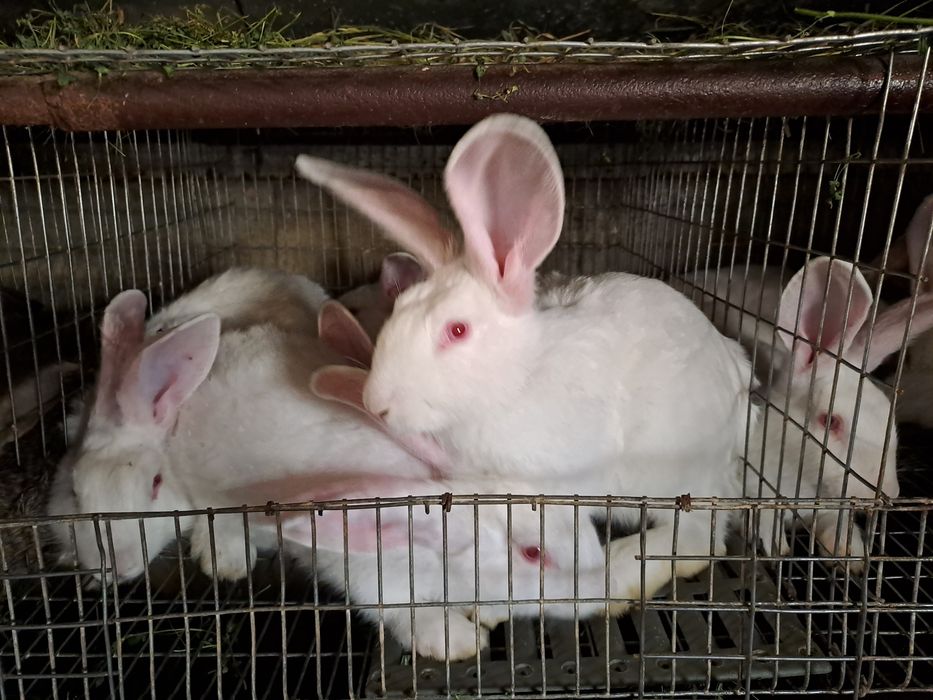 Термонска біла,кролики