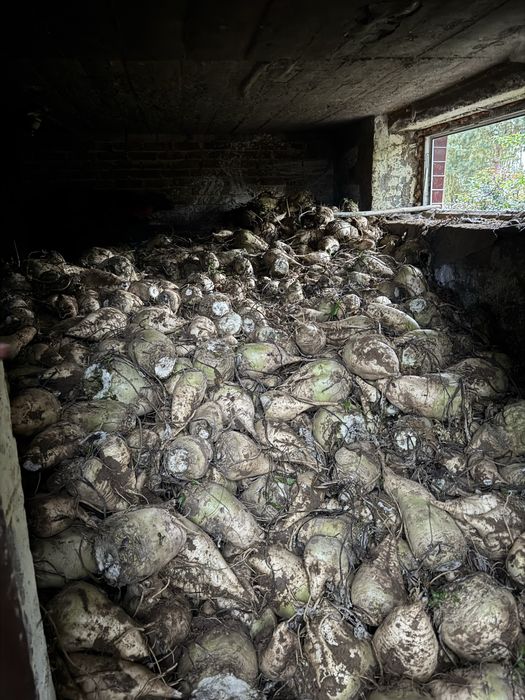 sprzedam buraki pastewne