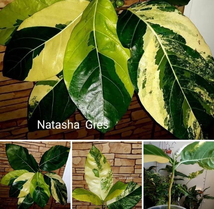 Акція!!! Ficus Septica Select Clone  Aurea. Фікус.Не Філодендрон