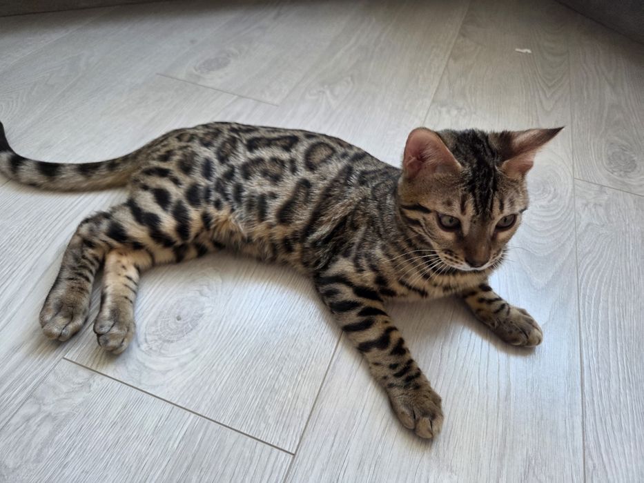 Бенгал хлопчик bengal