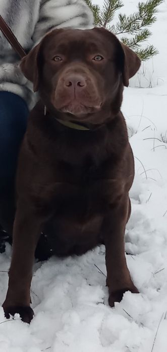В'язка чистокровний лабрадор шоколадний кобель 4роки