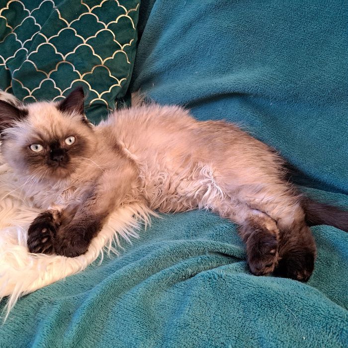 Kocurek, Perski, pers color point