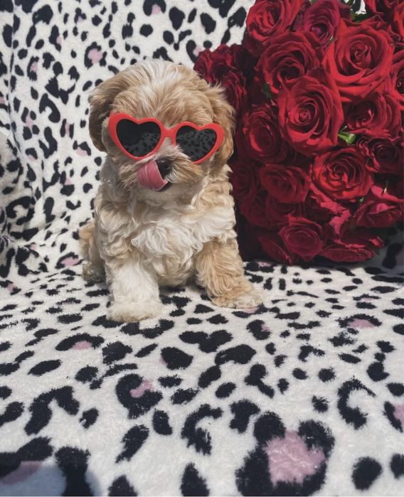 Шикарні малюки мальтипу ф1