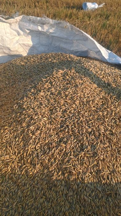 Owies dla kur królików