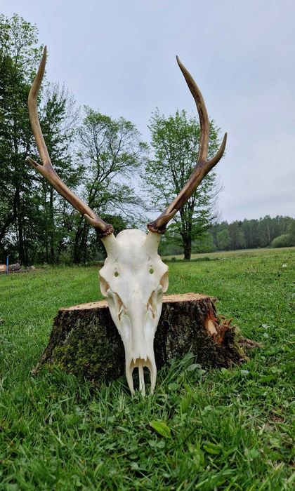 Poroże wieniec jelenia