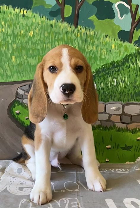 Хлопчик породи бігль з документами КСУ