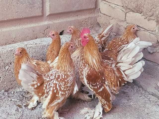 Яйце на інкубацію. Курчат. Мільфлер біле золото, фарфоровий.