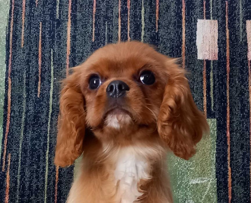 Кавалер кінг чарльз спаніель