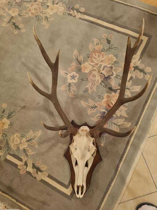 Poroże JELENI dwie sztuki