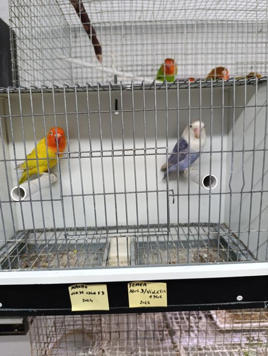 Casal de agapórnis fischeris