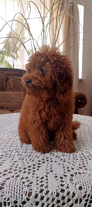 Той пудель ксу  міни тикап хлопчик