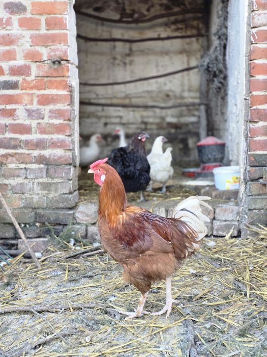 Koguty, kogut na sprzedaż