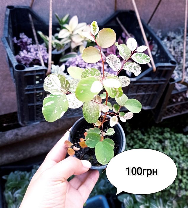 Паслён солянум, иерусалимская вишня