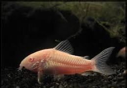 Kirysek albinos Aquafizz Creative