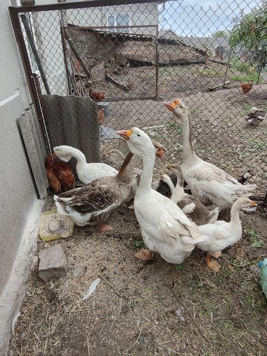 Продаю гуси Холмогори.