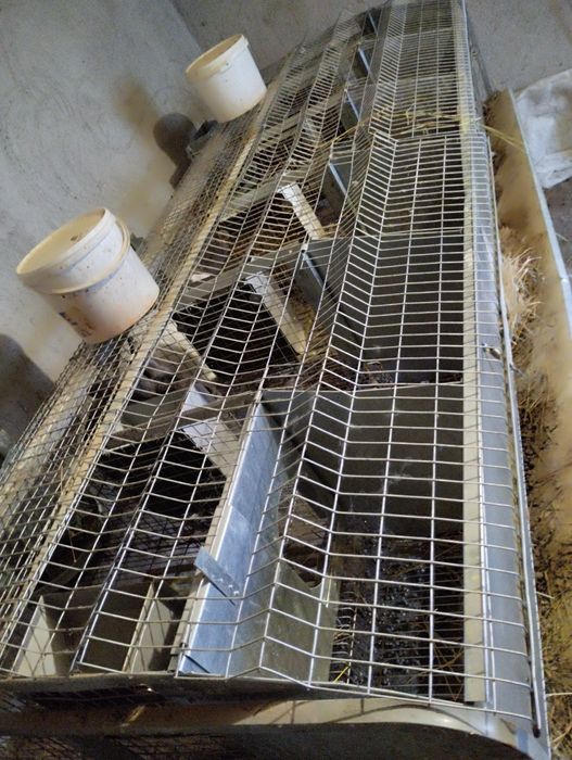 Клітки для кролів