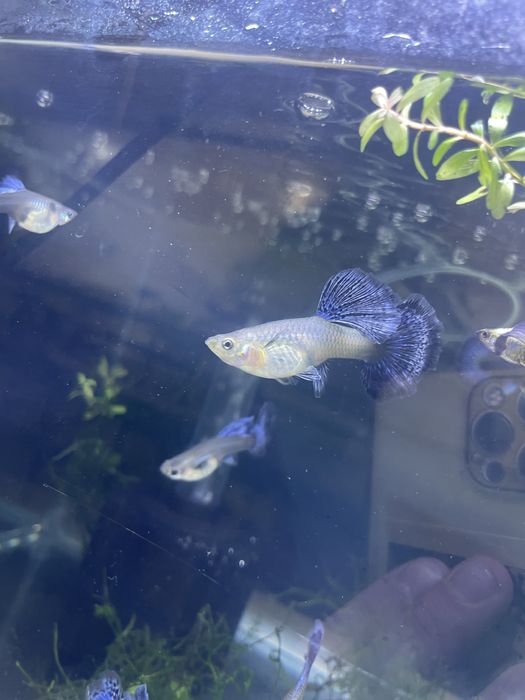 Guppy red musaico dumbo platinum big dorsal  (casal ou trio)