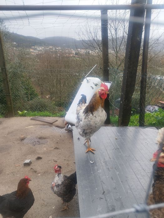 Vendo galos caseiros