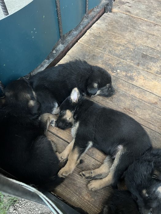 Продаються цуценята Німецькоі Вівчарки