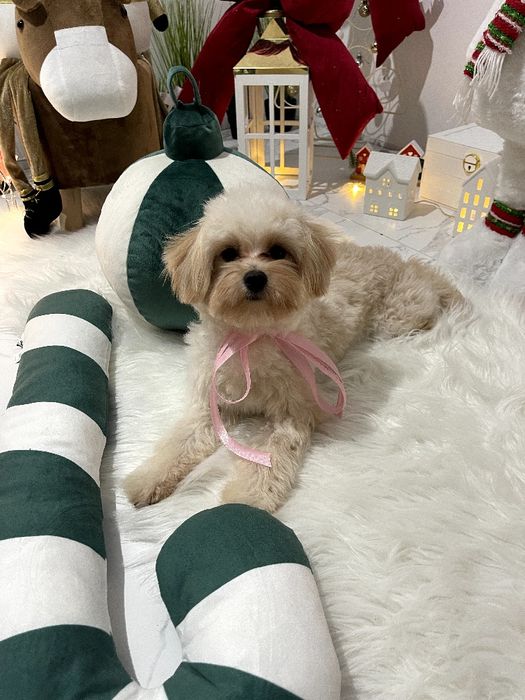 Помапу  краса, ніжність і любов в одному