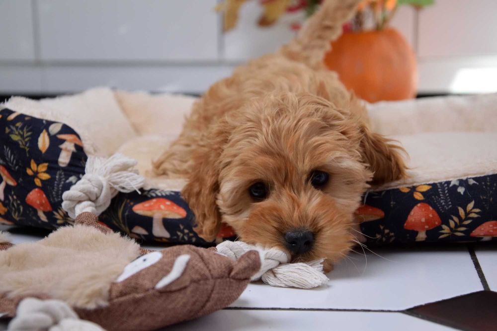 Cockapoo sunia F1 Cocker spaniel & pudel miniatura