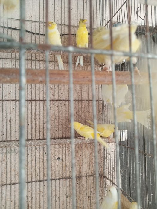 Canarios raça poulpa Alemanhão