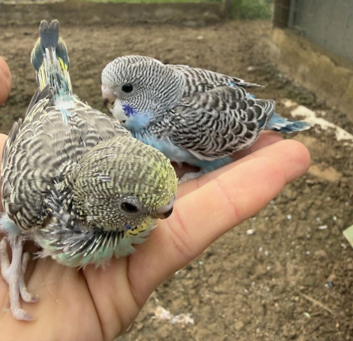 Piriquitos (3 femeas e 2 machos)