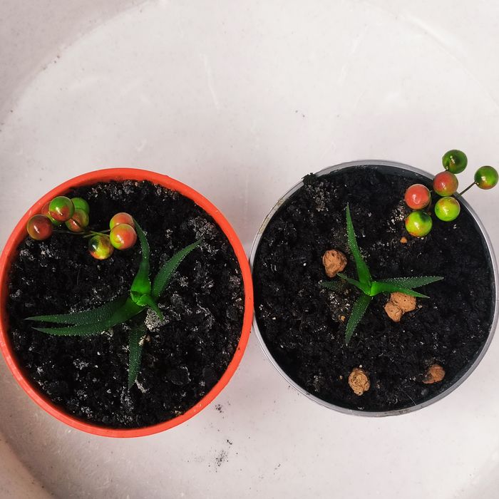 Хавортія міні)) стане твоєю улюбленицею))