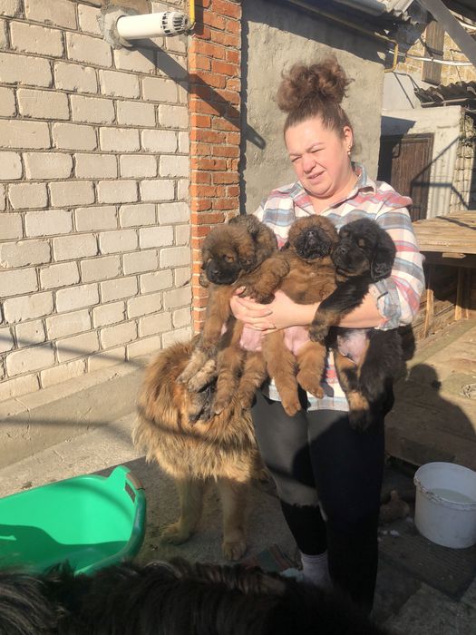 Тибетский мастиф