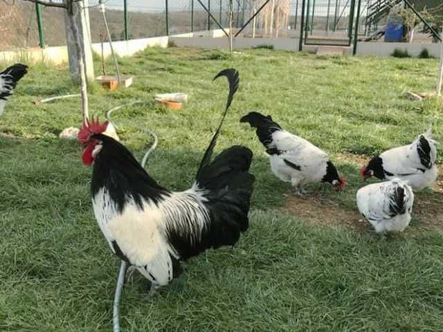 Інкубаційне яйце.(Курчата) Лакенфельдер. Птиця.