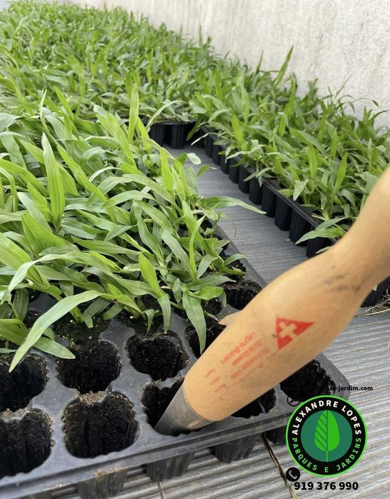 Produtor de relva natural, envios para todo o país