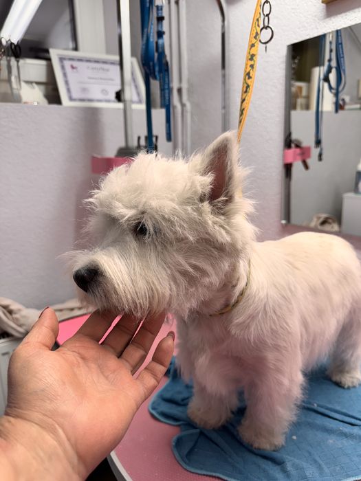 West highland white terrier