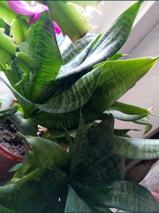 Сансиверия детки(тещин язык низкий)