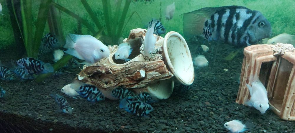 Попугай панда, Анцытрусы Рыбки Рибки