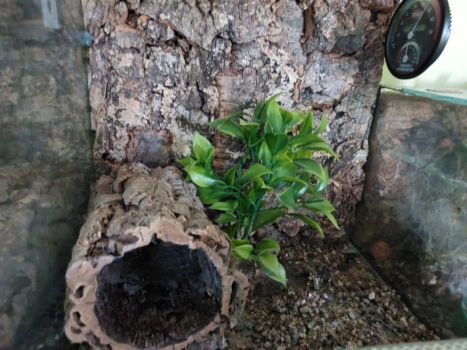 Terrarium dla pająka, gekona, modliszki, patyczaka... 30x30x30 z gilotyną szklane