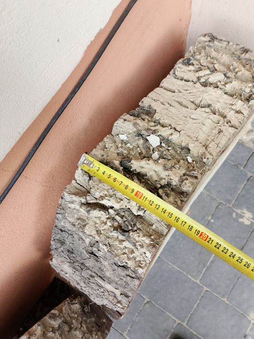 Plaster drzewa krążek orzech